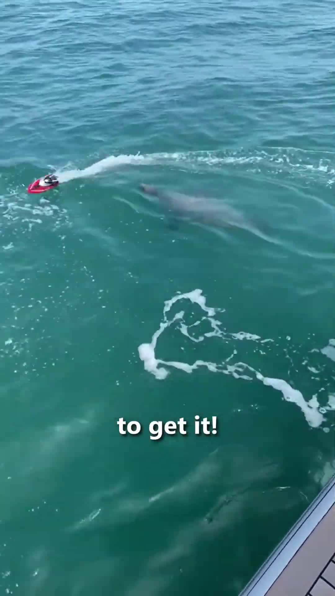 Cover for Baby Seal vs Toy Boat 😍