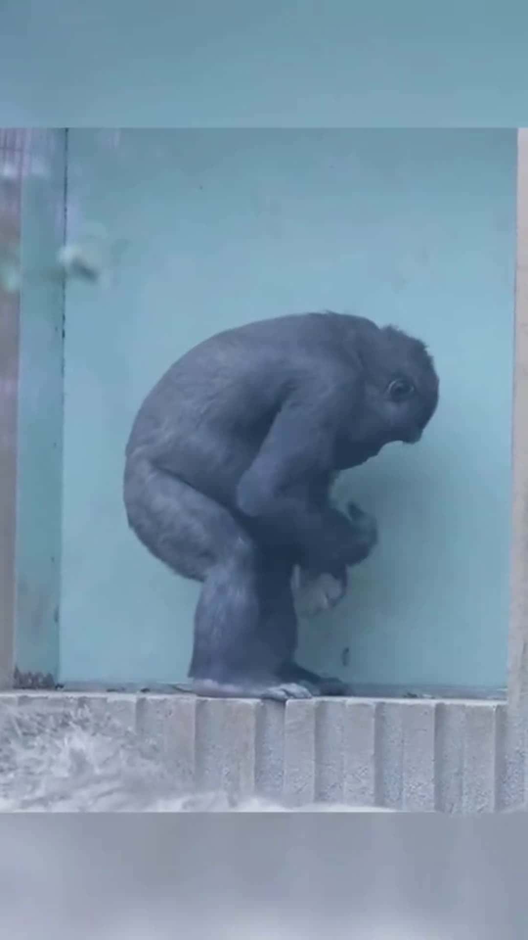 Cover for 🐒😂 #gorilla #funny #fyp #likes #foryou   