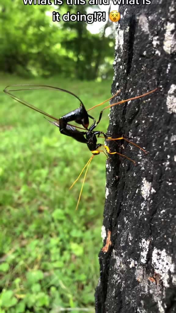 Cover for Went on a river walk with Dad and stumbled upon this bizarre insect doing its thing! 😲 Have you ever seen anything like it? #NatureWonders #IncredibleBugs #MindBlown