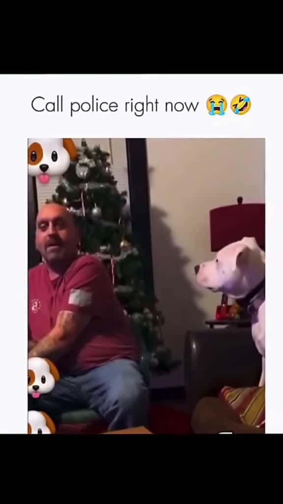 Cover for Funny and cute dogs compilation #funnydog #funnypet #cutedog #dogsoftiktok #doglover #dog 50