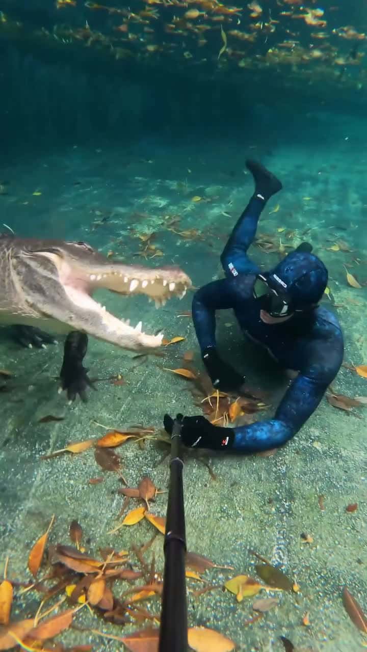 Cover for Alligator hunting strategies_ Gators often employ this sweeping method when underwater to try to catch fish_