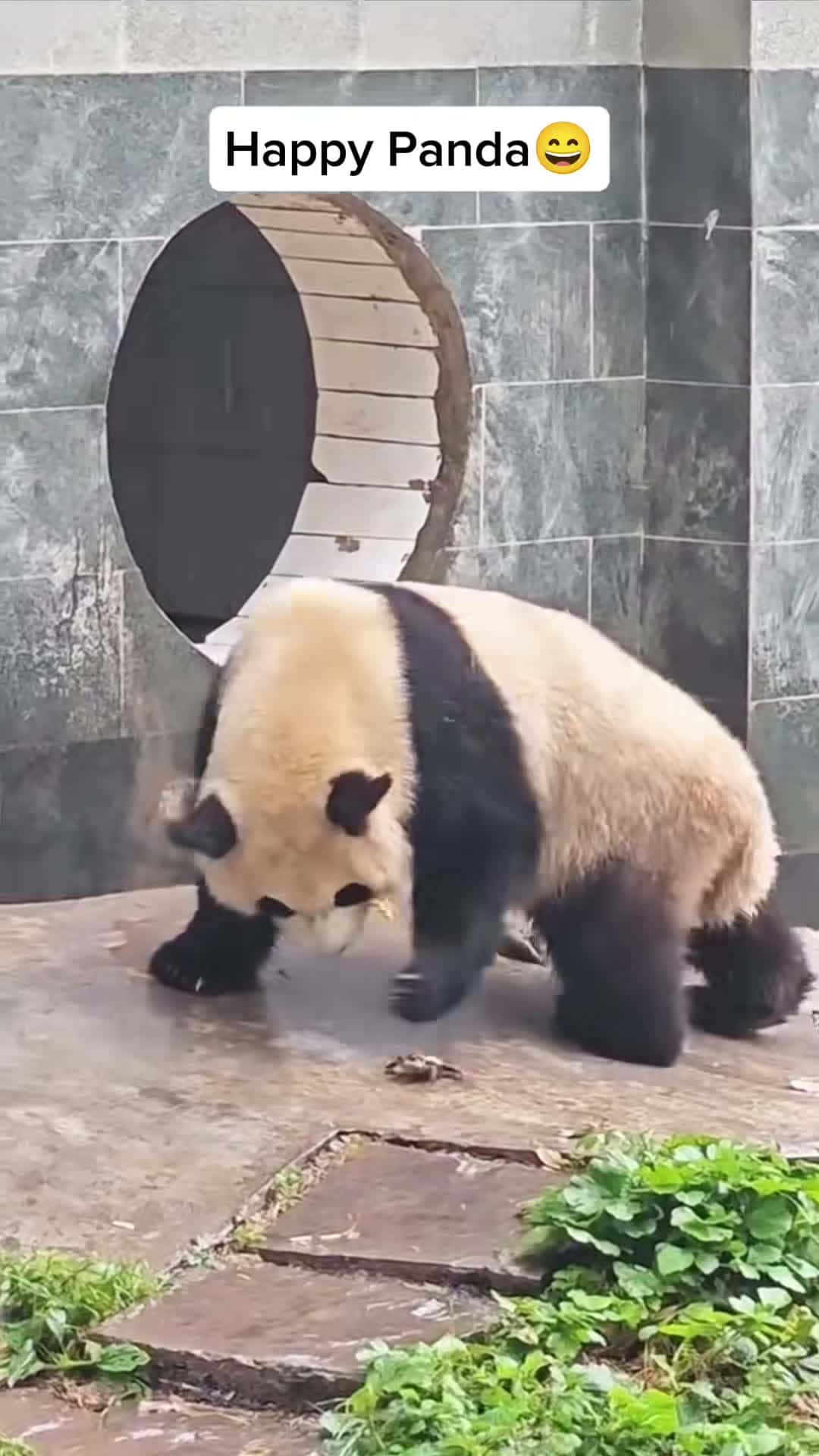 Cover for happy pandas😁#panda #pandasoftiktok #cuteanimals #fyp 