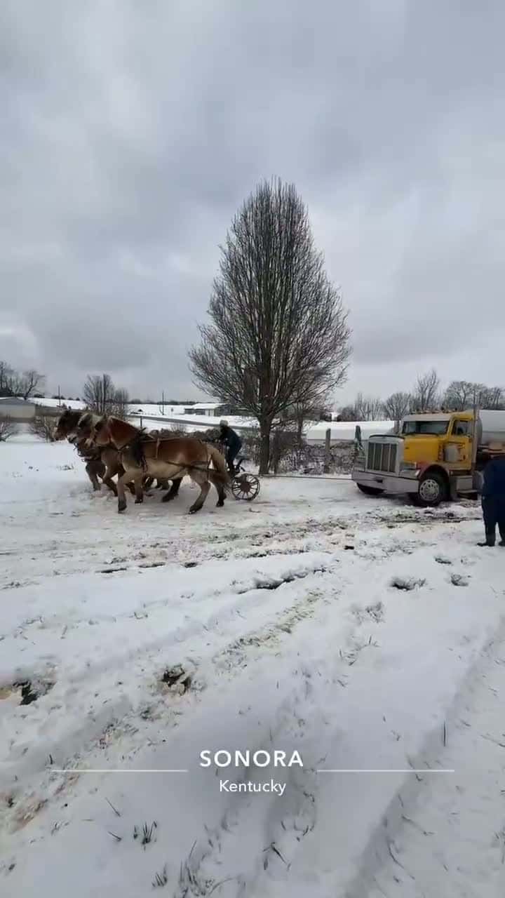 Cover for What real horsepower can do.🐴🐎💪