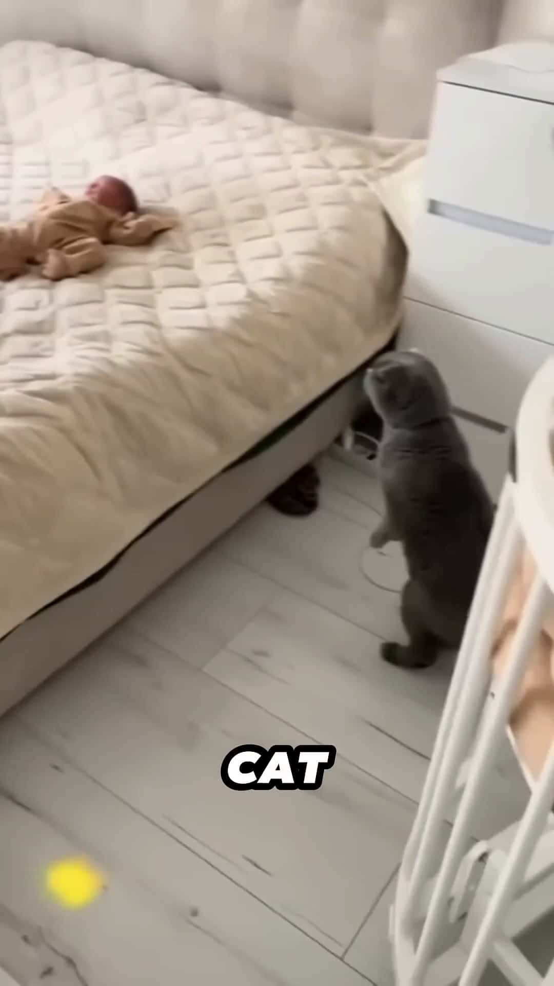 Cover for This cat's reaction to meeting a newborn baby is hilarious 😂❤ #scoopzreels 