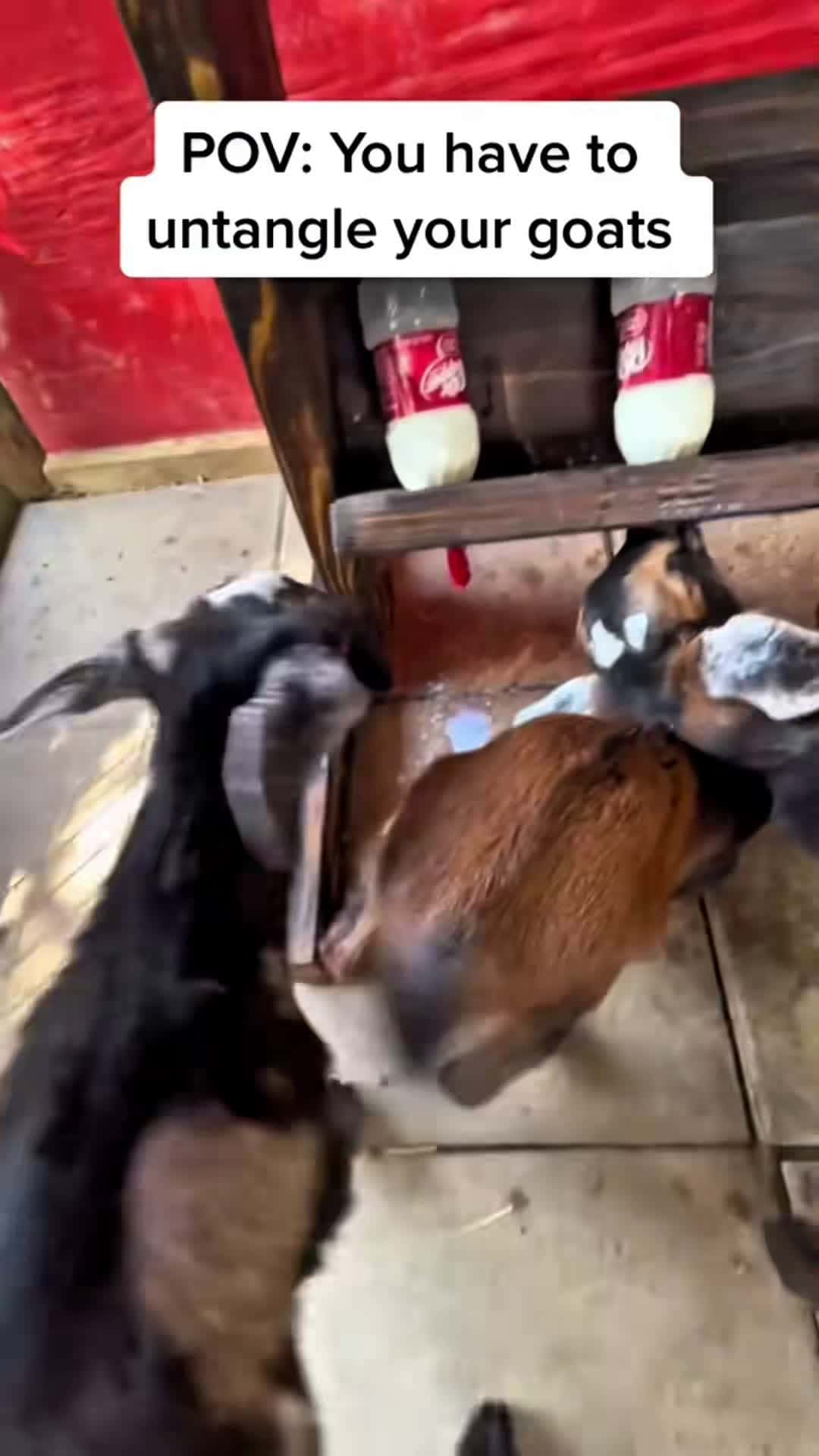 Cover for #CaughtOnCameratime to feed baby goats🍼#goat🐐 #babygoat #feed #farm #farmlife