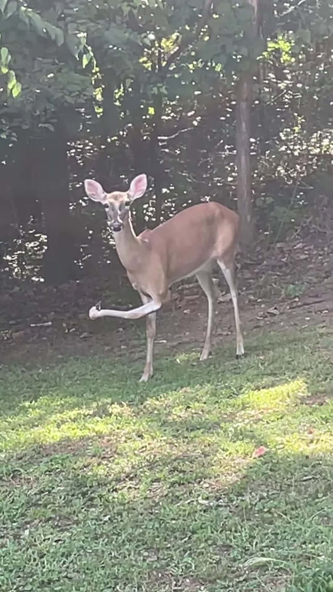 Cover for #CaughtOnCamera Deer with Twisted Leg Stares into Camera.