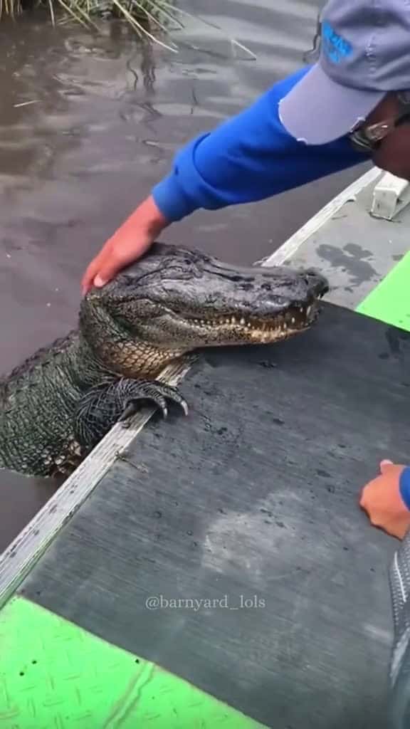 Cover for This croc is basically a husky in disguise bat pov Love fyp funny fyp 58702 #us