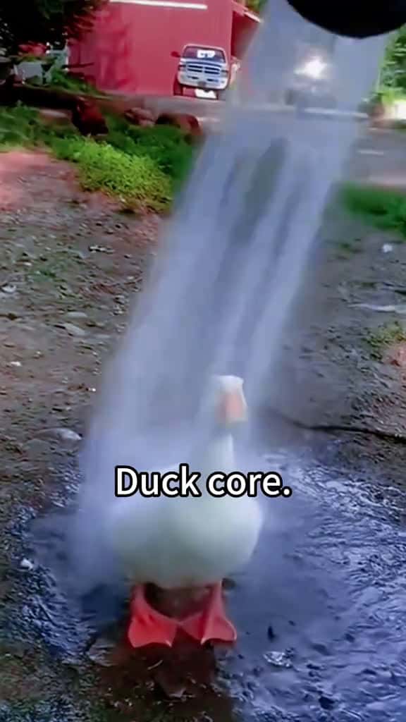 Cover for Duck core foryou fyp funny pov pet duck 92234 #shortvideos