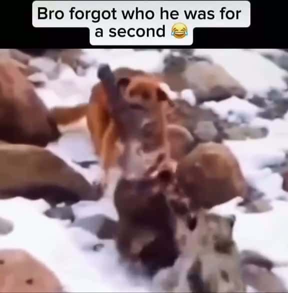 Cover for #foryou #foryoupage #fyp #fy #funnyvideos #funnyvideo #funny #laugh #life #animal  created by Ch@rip@23 with Ch@rip@23’s original sound