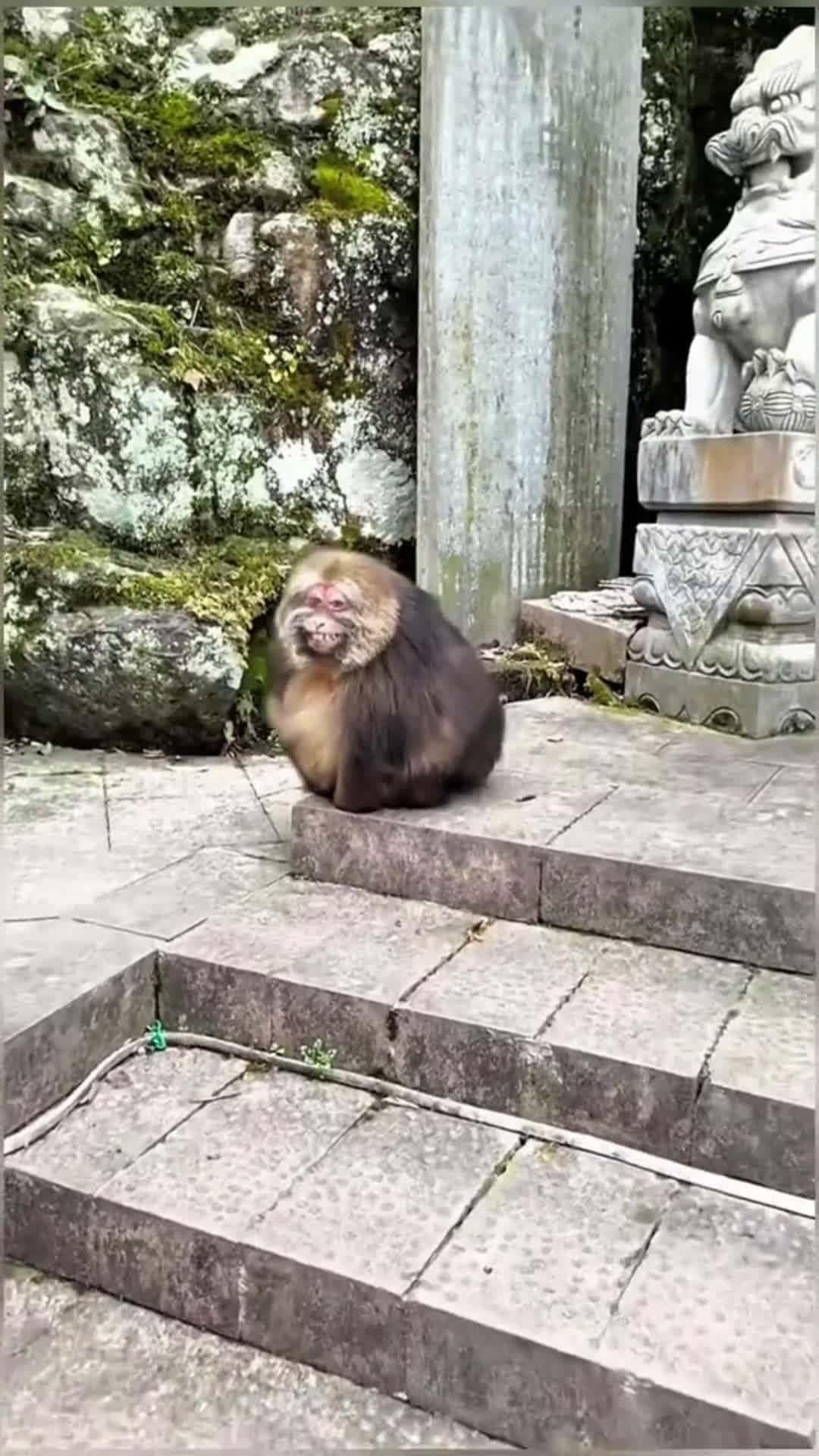 Cover for Cute pets 😍🐒 #cutepet #lovely #likes #foryou  