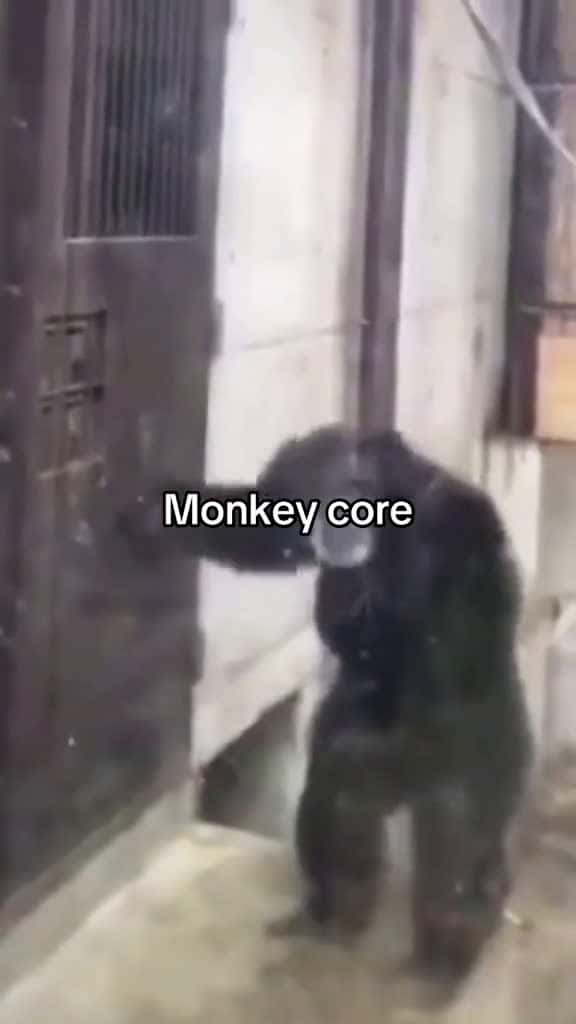 Cover for #monkey #funny #funnybaby #funnytiktok #viral_video #funn #laugh #entertainment #foryour #fyp #funnyvideo #kidsbelike #haha #fun