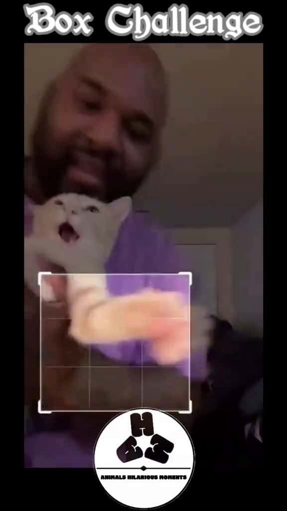 Cover for Box Challenge (Cat Edition)#cats #clips #challenge #boxframe #games #trending #following #viral #fyp #worldwide#AHMBrand