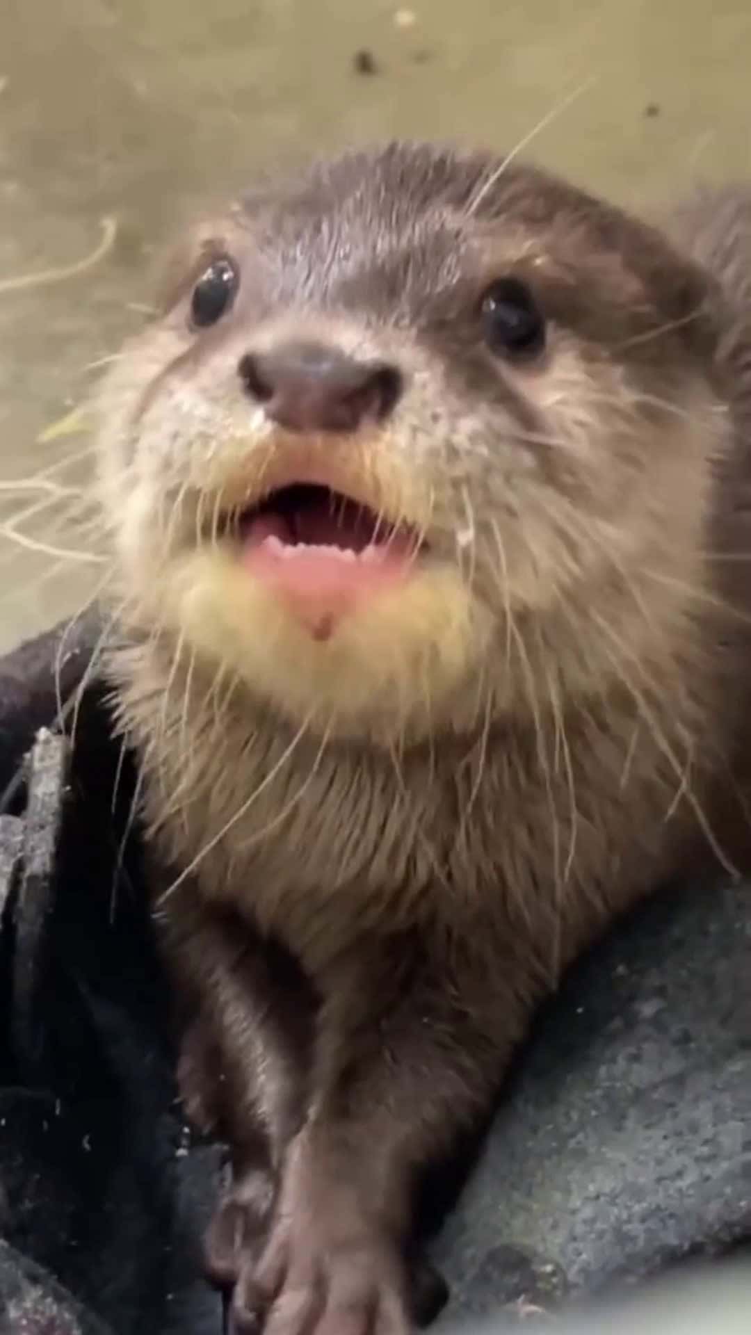 Cover for Bong sl oun🥰...#cute #animals #trending #scoopz #foryou #amazing 