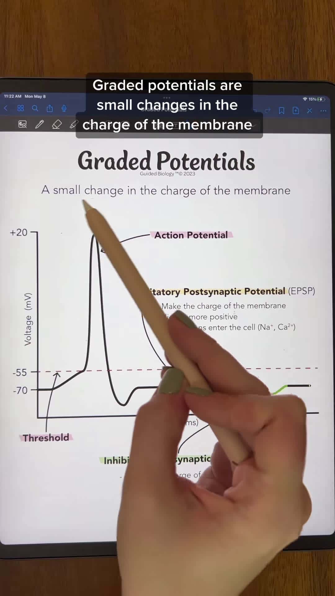 Cover for Neuron Physiology: Graded Potentials #fyp #antomy #physiology #anatomyandphysiology #studying #anatomystudent #anatomylesson #futurenurses #biologymajor #biologystudent #premed #futurepa #student #studying #goodnotes #neurons #neurotransmitters #nervoussystem #actionpotential