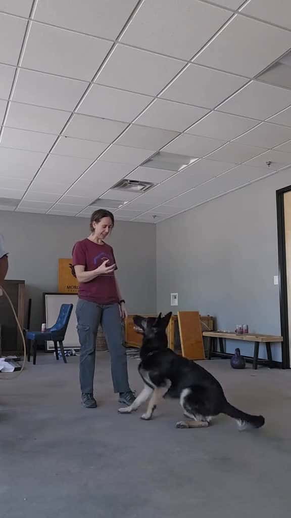 Cover for Some fun impromptu training Smith and Short Dogs created by Rose Short with Rose Short’s original sound