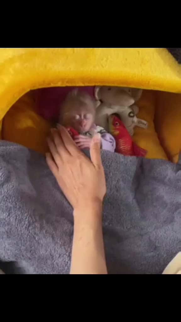 Cover for Monkey Baby want Every time with Mom 😊 🐒 #babymonkey #bibimonkey  created by Baby Monkey Family with Baby Monkey Family’s original sound