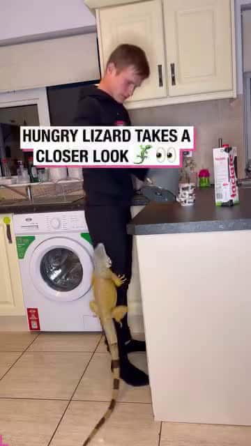 Cover for /storage/emulated/0/Download/Hungry Lizard Takes a Closer Look!