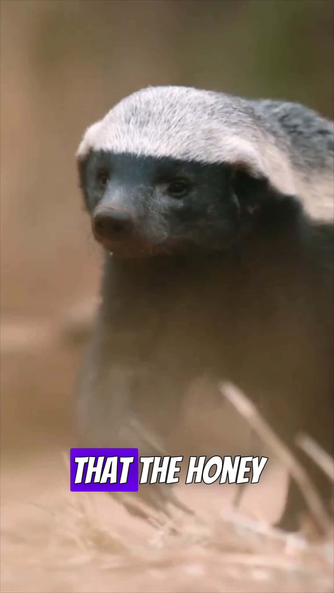 Cover for Honey badger is the walking meaning of size doesn’t matter