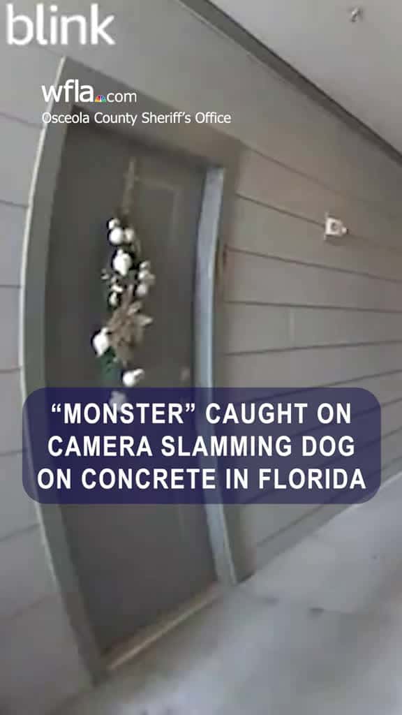 Cover for "MONSTER" CAUGHT ON CAMERA SLAMMING DOG ON CONCRETE IN FLORIDA #monster  #slam  #news  #caughtoncamera