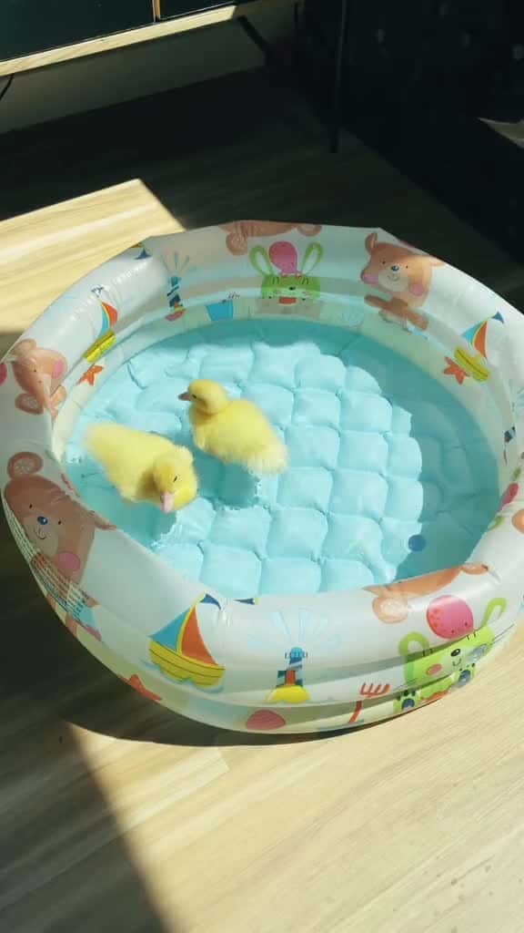 Cover for Baby ducks ducklings ducksoftiktok  trendmusic stayathome pets 37350 #nicevideo