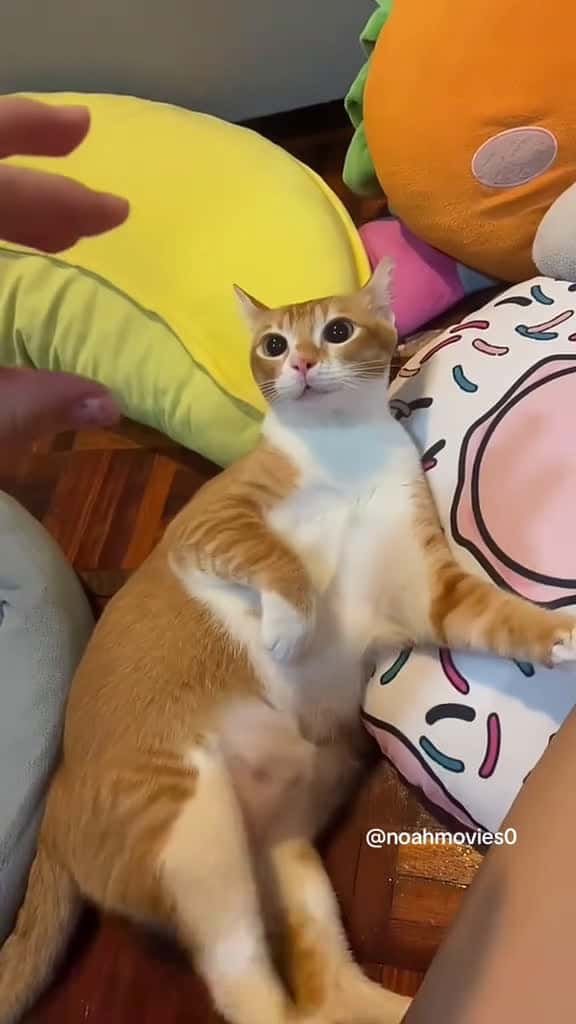 Cover for Funny ha ha  #funny  #funnyvideos  #fun