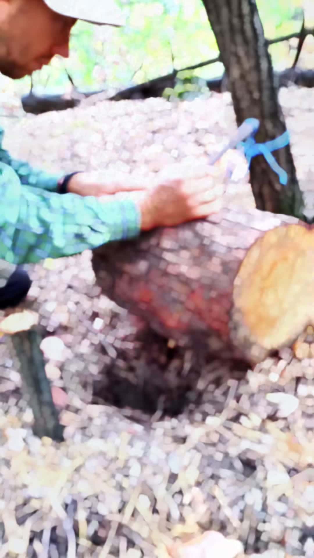Cover for quick and easy squirrel trap with a wooden log ! #forest #bushcraft #outdoors #survival