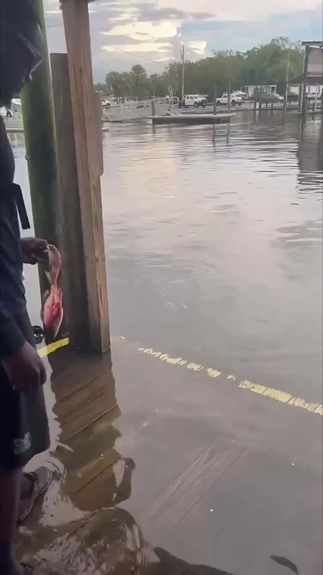 Cover for #FirstVideoChallenge Shark Approaches a Guy and Grabs Handheld Fish.