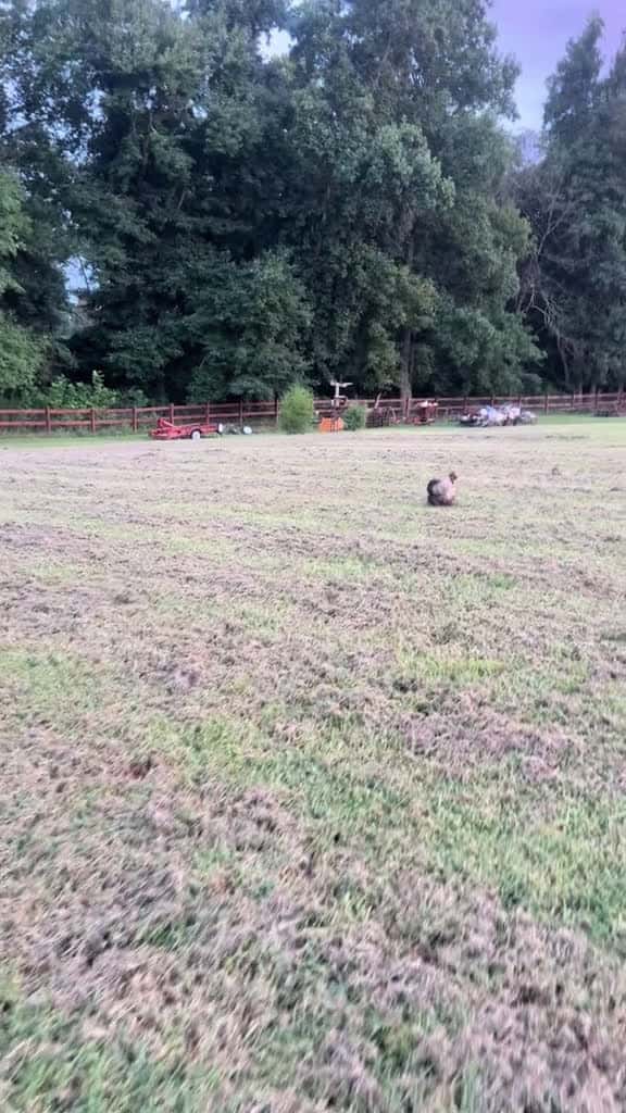 Cover for #carolina #taylorswift #farmlife #sunset #livestockguardiandogs #sheep #silkie  created by Natalie with Taylor Swift’s Carolina - From The Motion Picture “Where The Crawdads Sing”