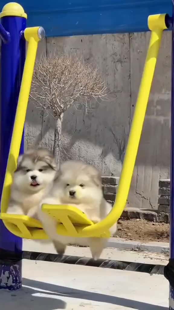Cover for cute v i  xuhuong dog cutedog Master2023byTikTok 26559 #trend