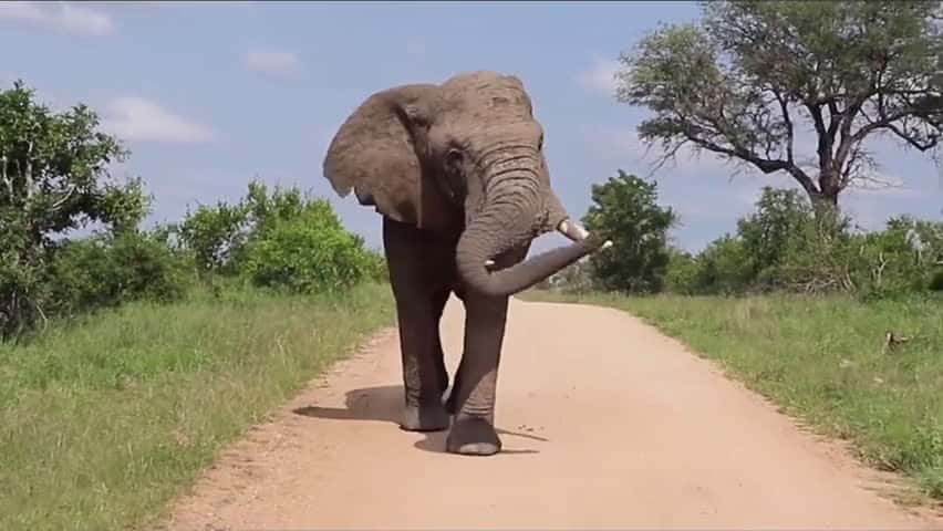 Cover for How majestic I can watch him walk all day.  spiceyelle safari gamedrive wildlife  72709 #us
