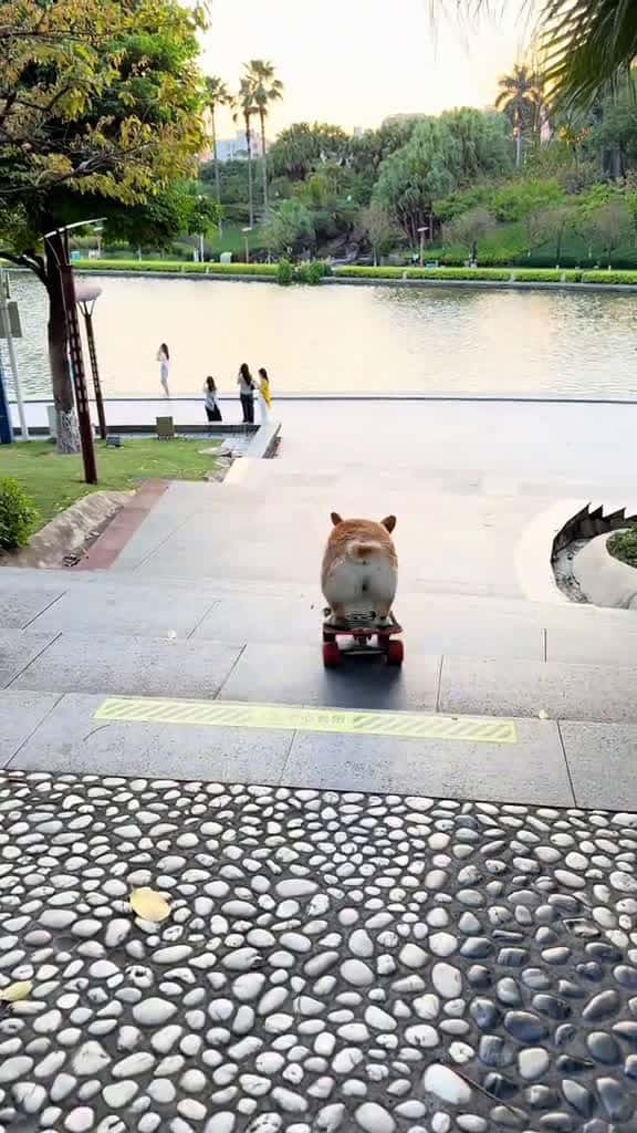 Cover for The puppy is coming. corgi pets dogsoftiktok cute cool dogskateboard dog 18574 #followMe