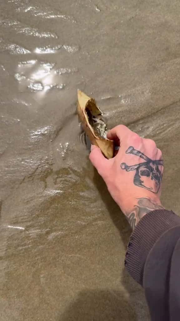 Cover for Satisfying Smashing Empty Crab Shells #animals #nature