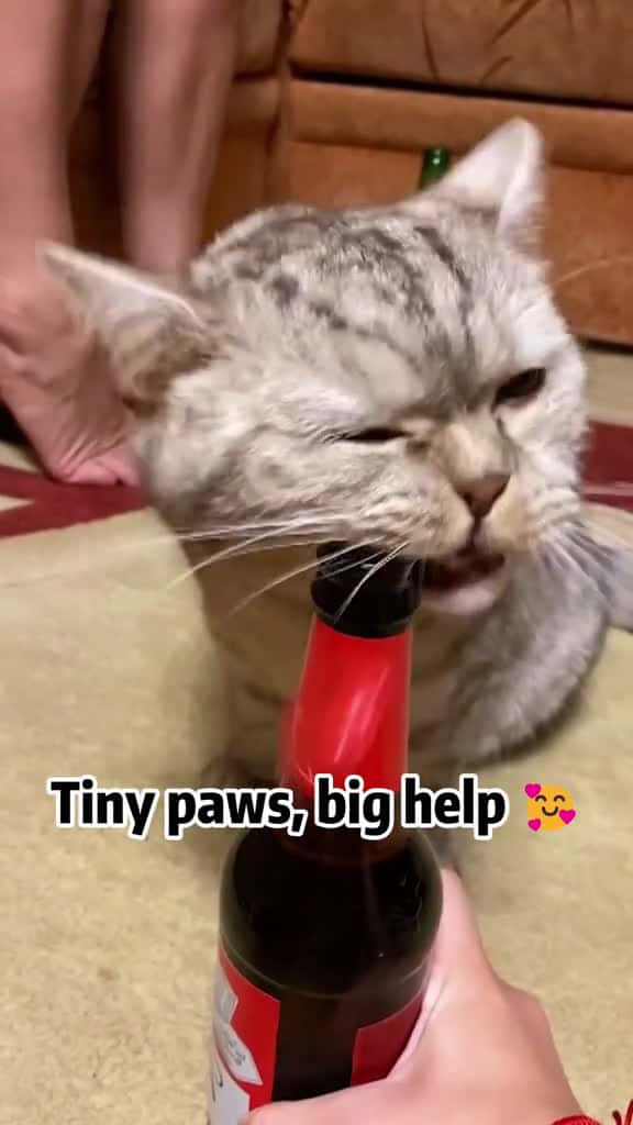 Cover for She insists on helping cat fyp catlover kitty catsoftiktok 99117 #us