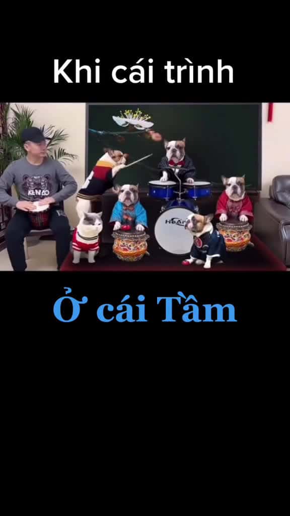 Cover for Ban nhc frenbulldog cho mi ngi           dog pet giaitri nhachaymoingay bulldogso 63467 #shortvideos