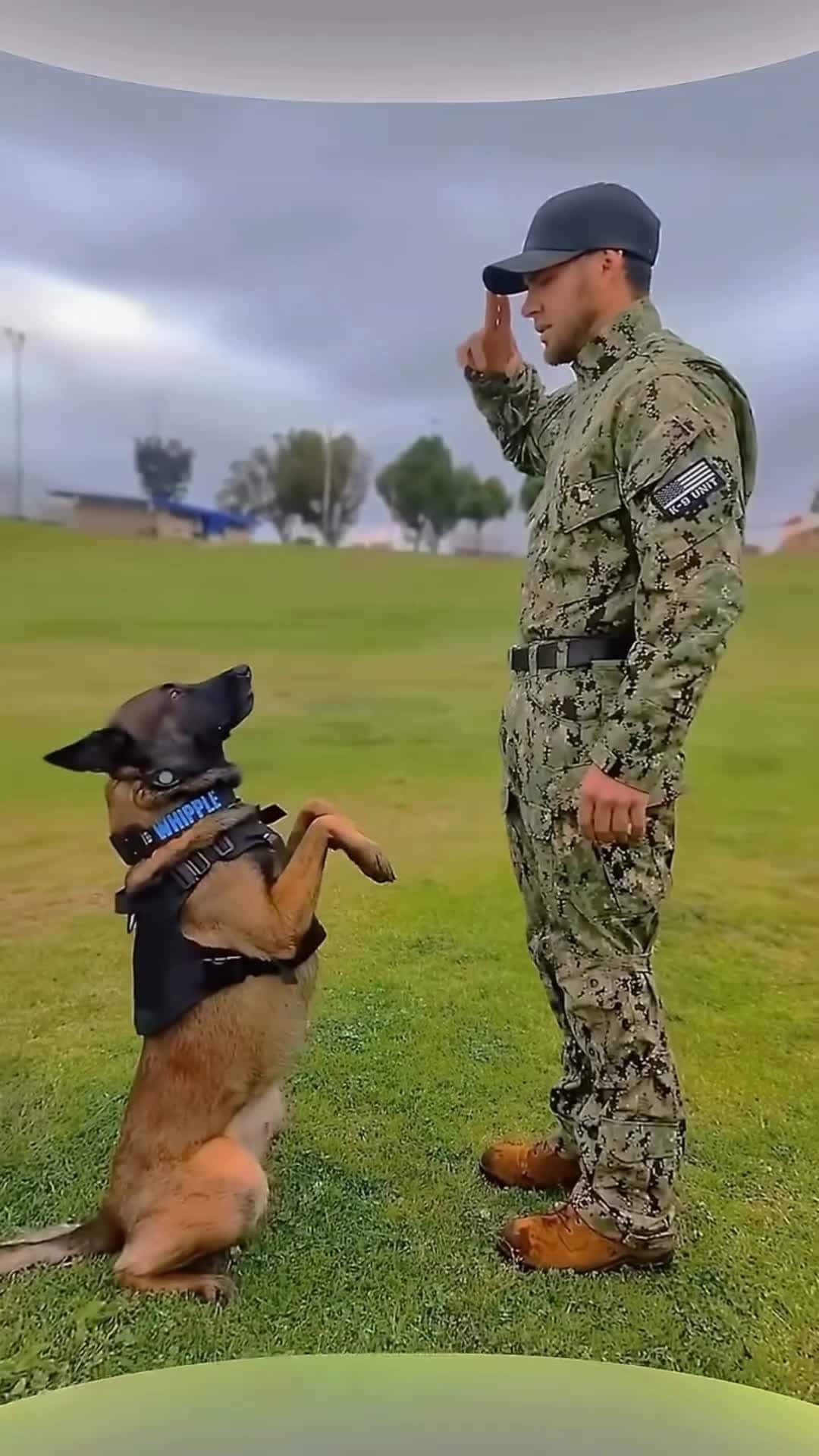 Cover for Trian Your Dog At Home link in bio 💥 .#viral #viralvideo #video #reelsinstagram #foryou #viralreels #trendingreels #fyp #explore #trending #trend #fbreels#explorepage 