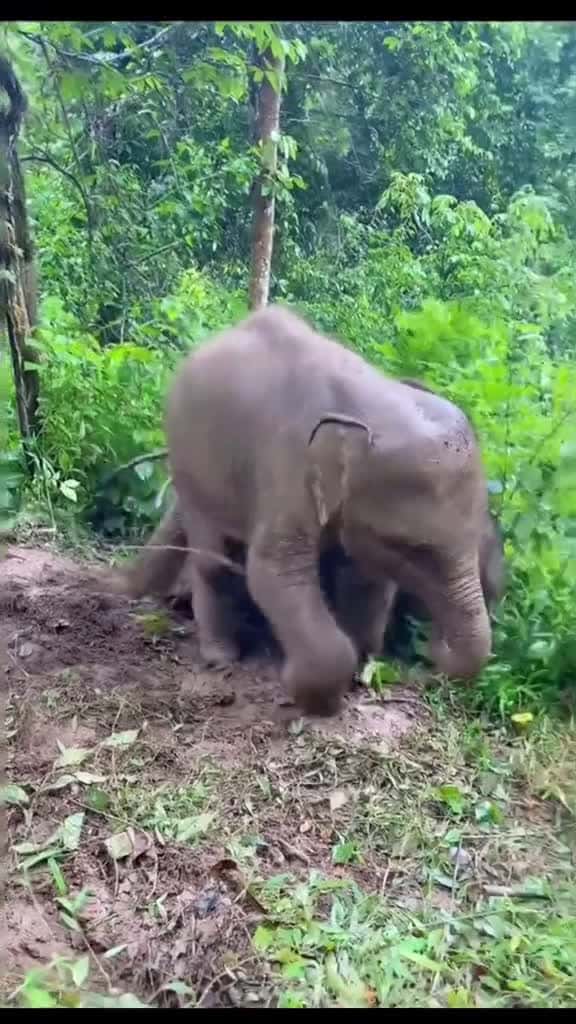 Cover for Have fun playing with mud.#ChewTheVibes #elephant #animals 