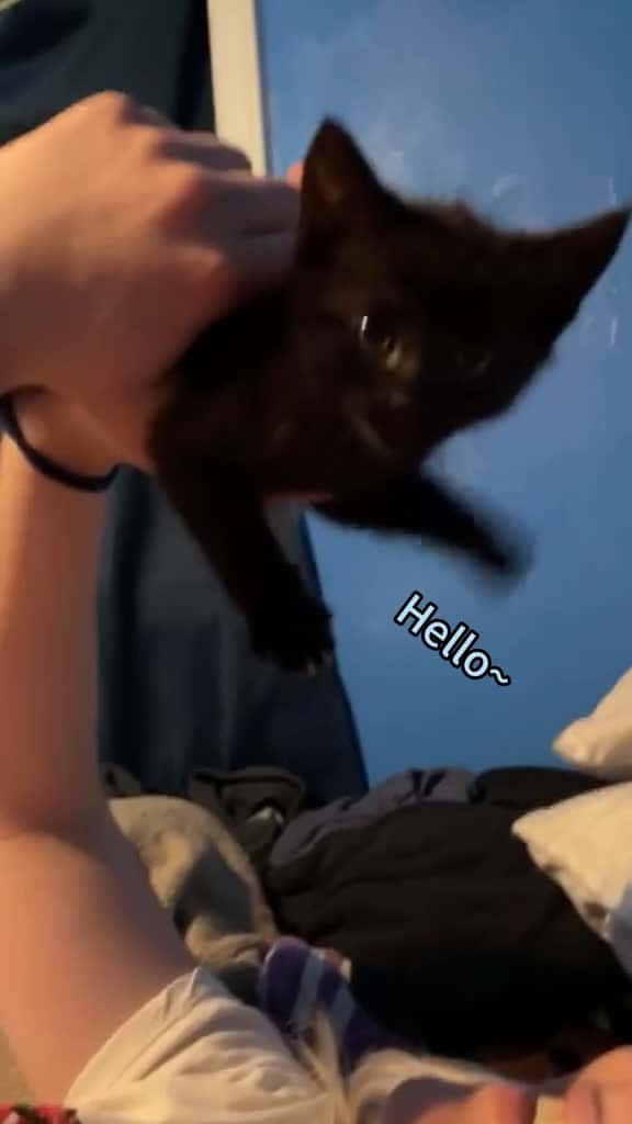 Cover for Interesting behaviour of black cats cat funny catsoftiktok cats for foryou fyp foryoupage 56046 #shortvideosscoopz