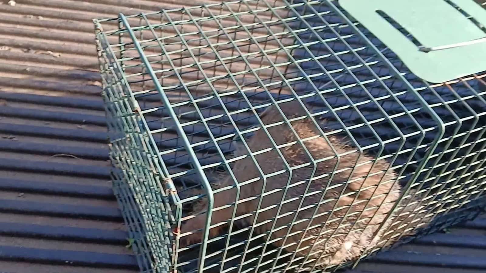 Cover for this is the 9th ground hog going to river front property, he got delivered to new location yesterday eveing