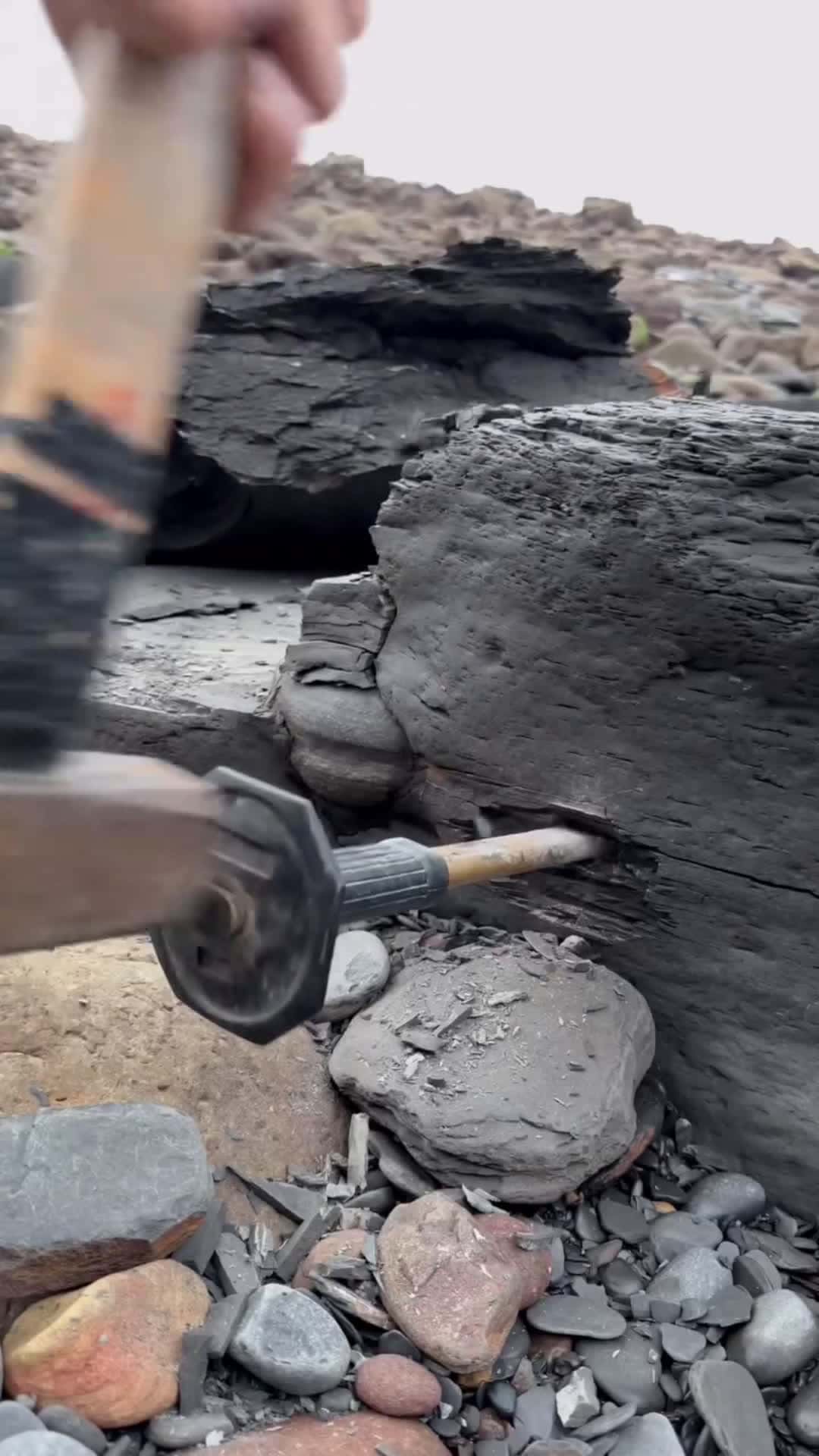 Cover for Fossil and crystal hunting on a remote beach! This soft shale was hiding something deep within! 🤯 Check out the gorgeous cephalopod specimens that were hidden within 😍 Here’s an outstanding