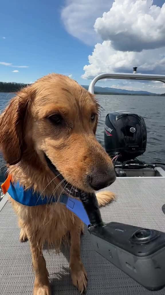 Cover for swims make me feel so alive 🦦 #goldenretriever #dogfun #cutedogs #insta360 @insta360 official  created by willysworld with willysworld’s original sound