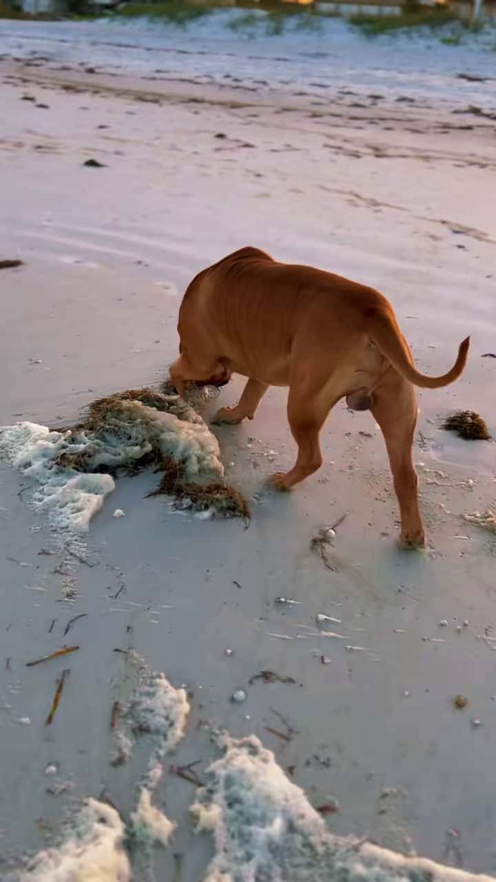 Cover for #dogtoy #pitbull #pitbulls #megamouth #pitbulllove #dog #dogchallenge...