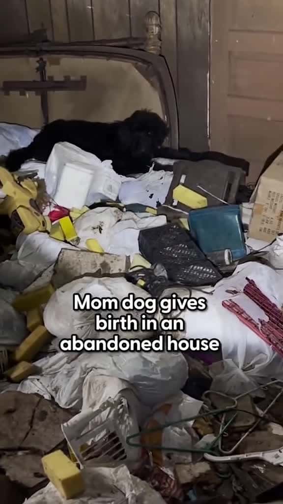 Cover for The puppies had never met humans before - but melted into their rescuer s arms We sat down 29111 #shortvideosscoopz