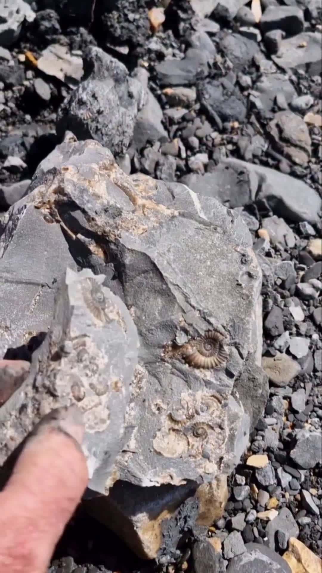 Cover for A lovely calcite ammonite we found 👀 on our fossil walk today in the sunshine ☀️ It was very hot 🥵 on the beach ⛱️ today. That made carrying everything back all the harder! #lymeregis  #geology  #charmouthbeach  #jurassiccoast 