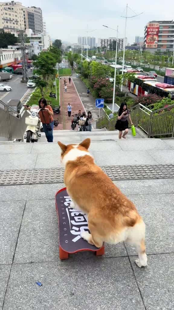 Cover for what happen dogskateboard corgi pets cute cool 73418 #trendingscoopz