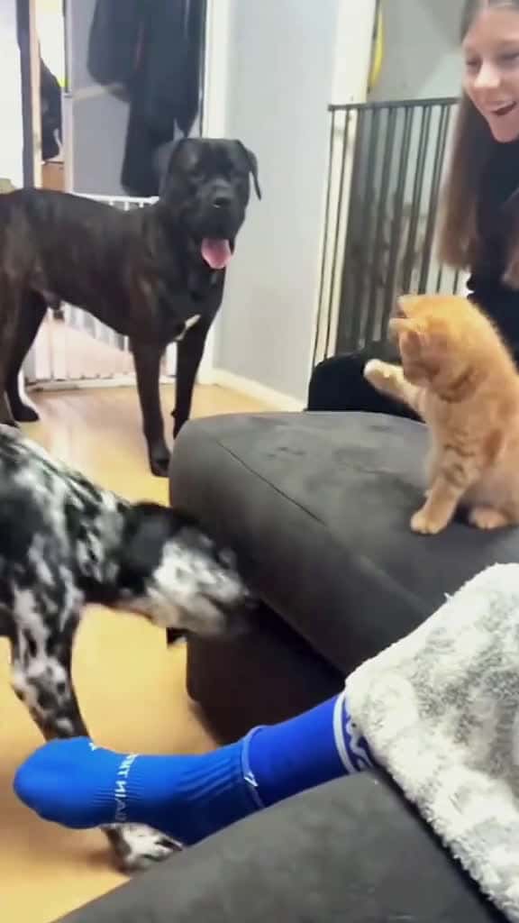Cover for Try not to laugh when you watch funny dog animals funnyvideos cat haha pet funnypets PetsO 36045 #trendingscoopz