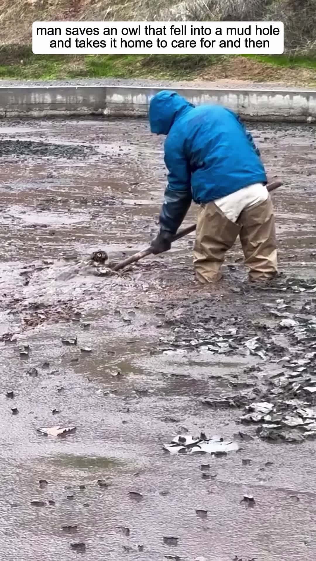 Cover for man saves an owl that fell into a mud hole and takes it home to care for and then animalshorts