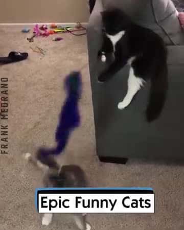 Cover for Epic Funny Cats