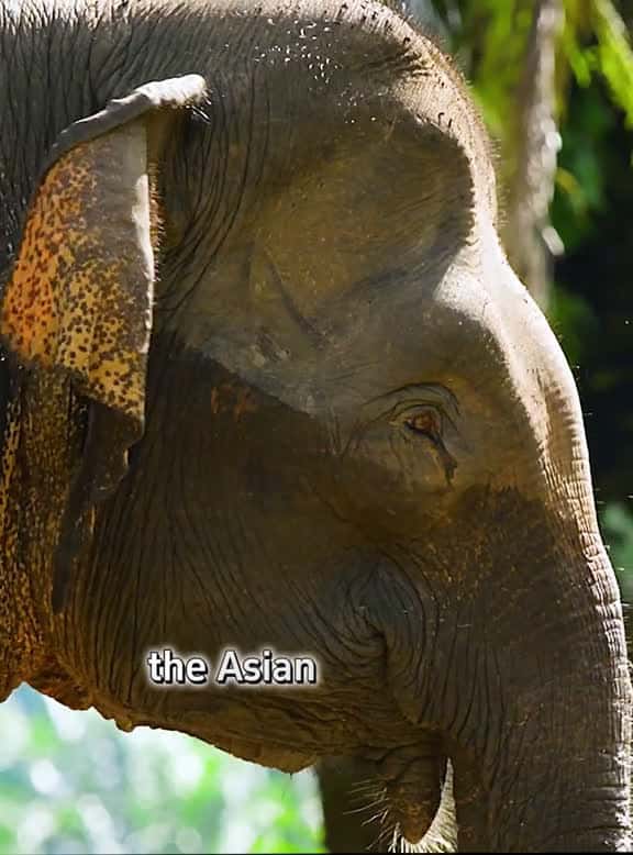 Cover for Part 22fyp wildlife foryoupage 89163 #trending