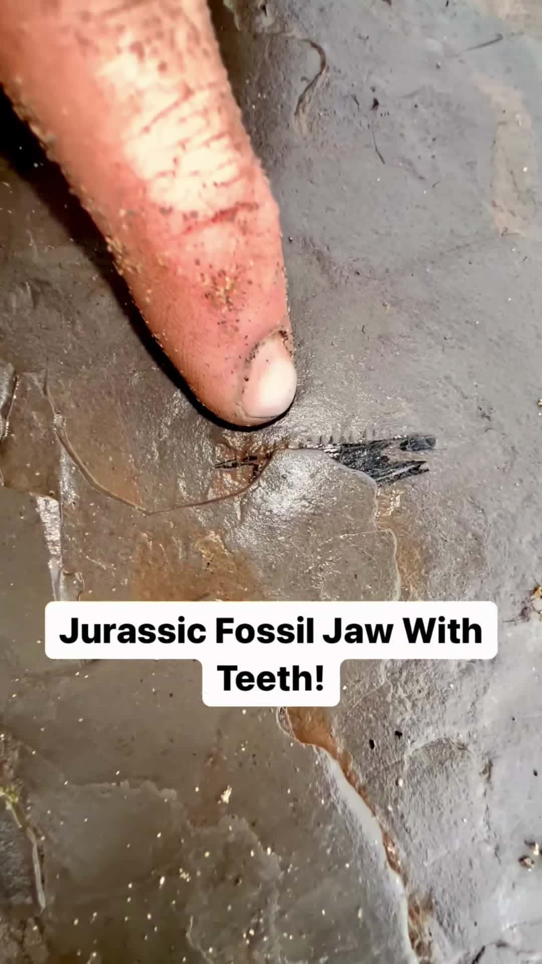 Cover for Finding Fossil Fish On The Yorkshire Coast What A Find
