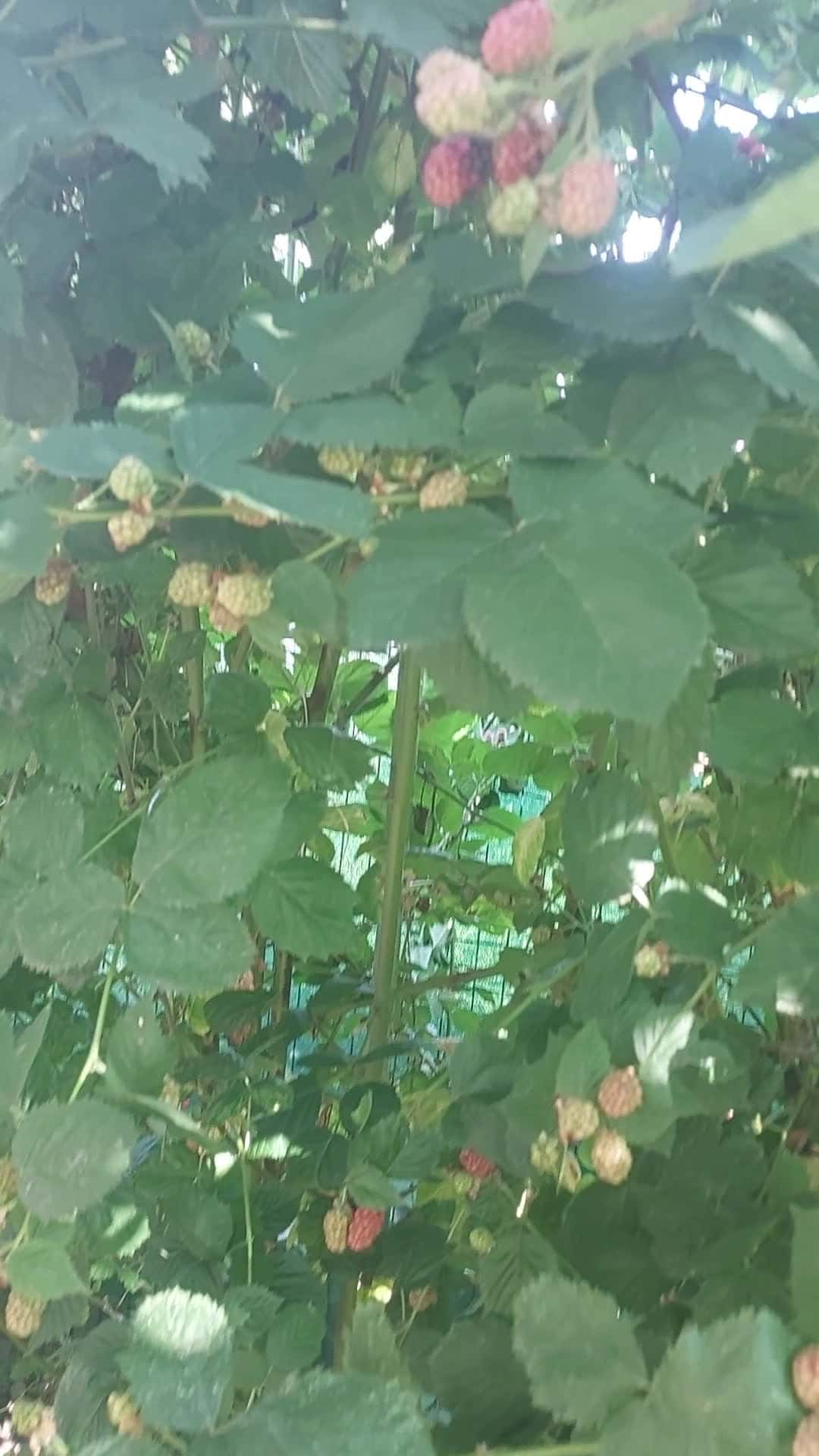 Cover for The blackberries have started to ripen. 